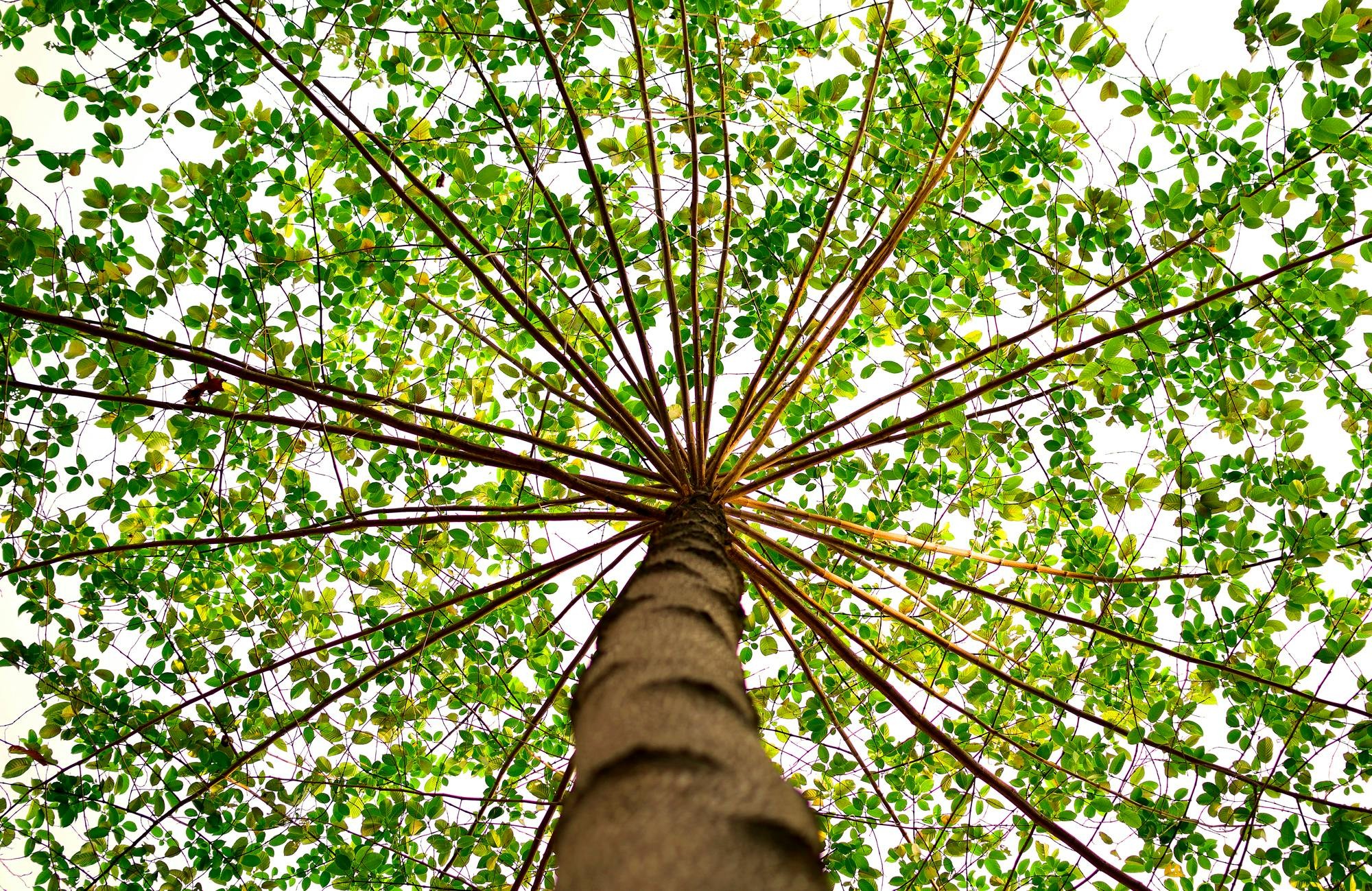 Low angle view looking up into a lush green tree canopy, representing The Root and Rise clinical EFT tapping package for women’s trauma recovery and nervous system regulation in Charlotte, NC